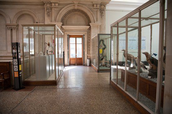 Museum of Zoology